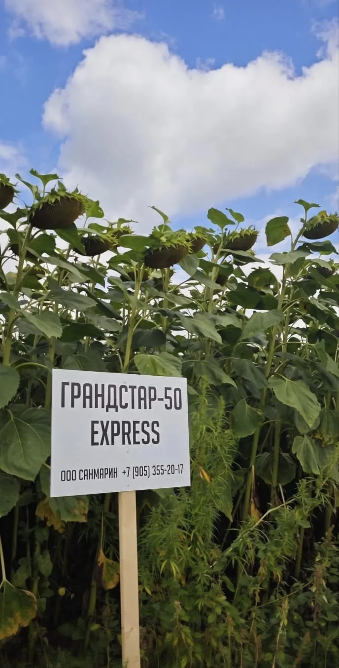 Грандстар