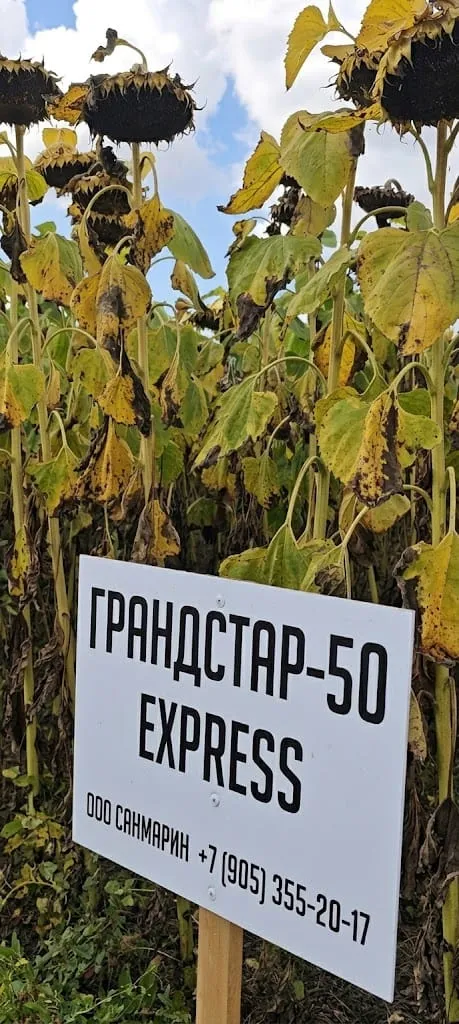 Грандстар